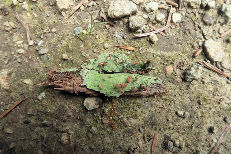 Baeomyces rufus 1 - IMG_8847